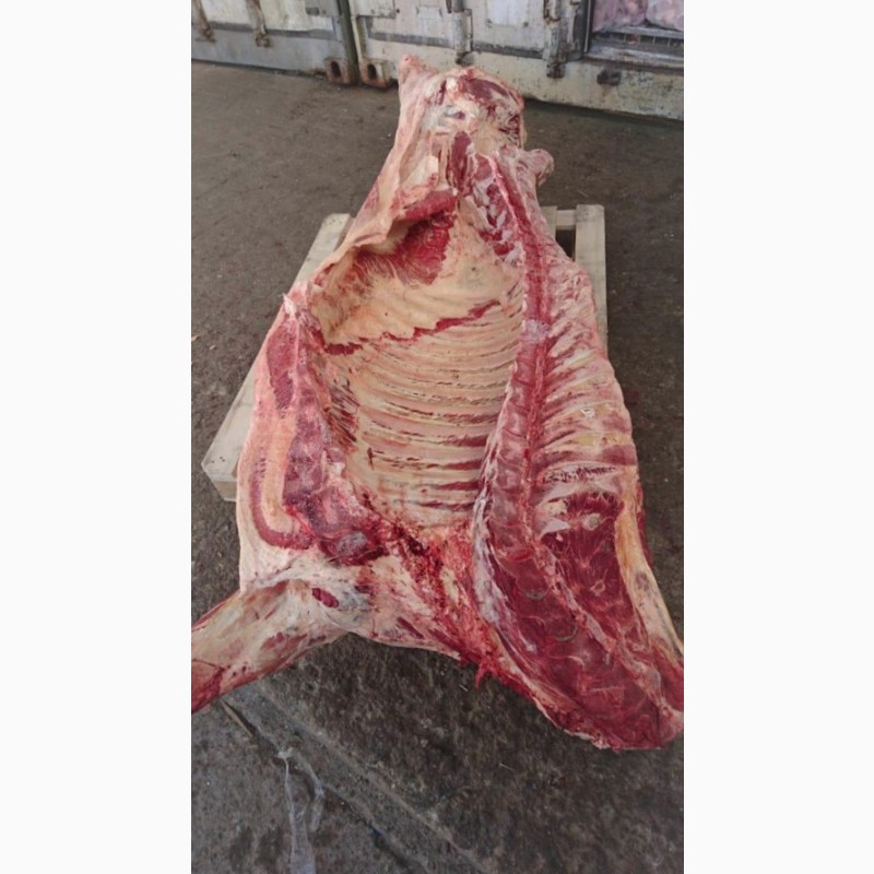 Фото 2. Мясо говядина оптом от производителя