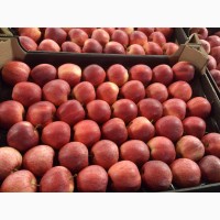 Яблоки сорт Роял Гала Узбекистан урожай 2020 г. напрямую от импортера с Челябинска