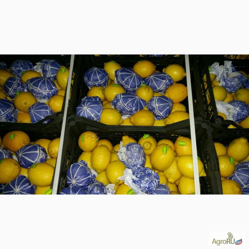 Фото 2. Лимоны Египет