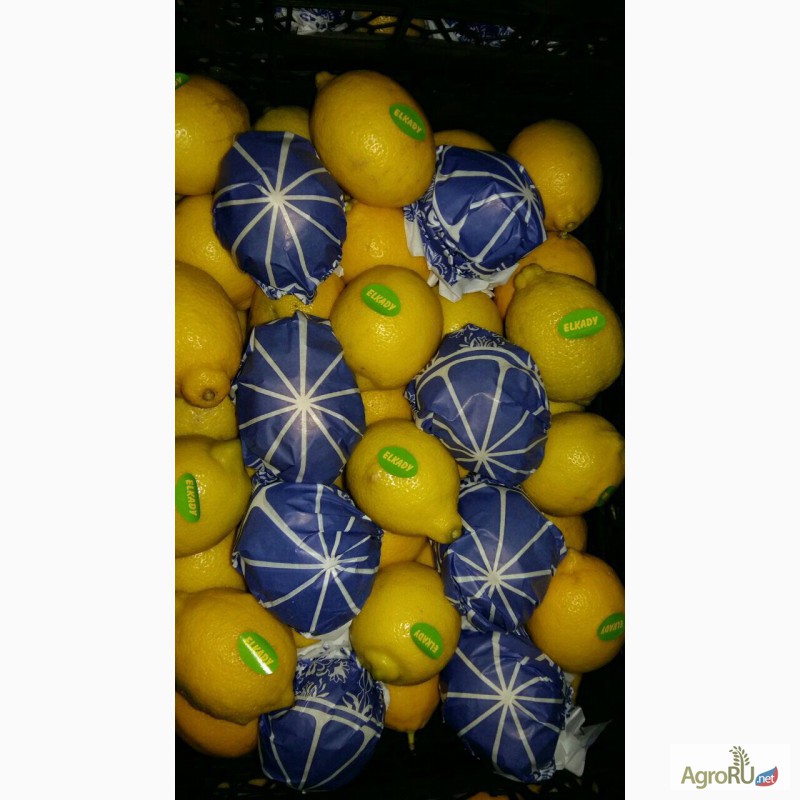 Фото 3. Лимоны Египет