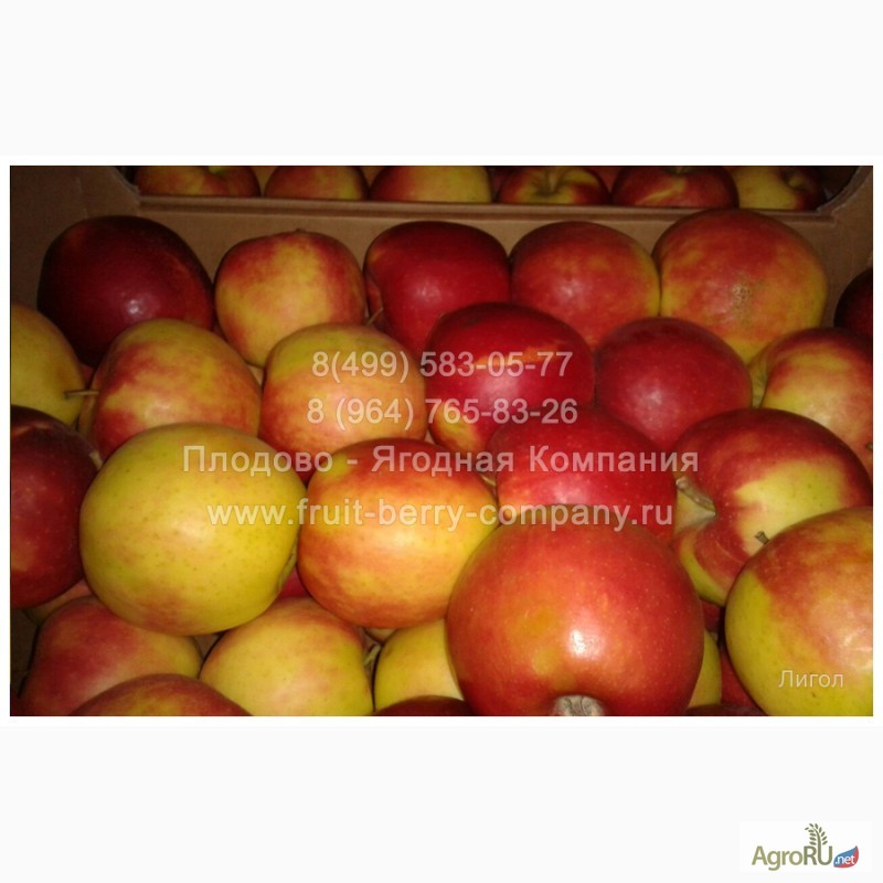 Фото 7. Яблоки, 8 сортов, оптом от 10 кг