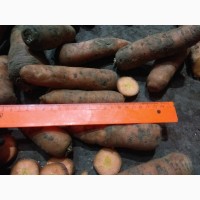 Оптовая продажа моркови от производителя