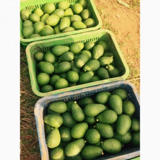 Продам авокадо Марокканские