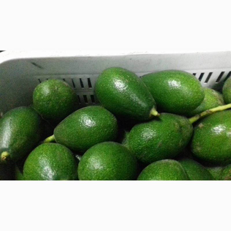 Фото 2. Продам авокадо Марокканские