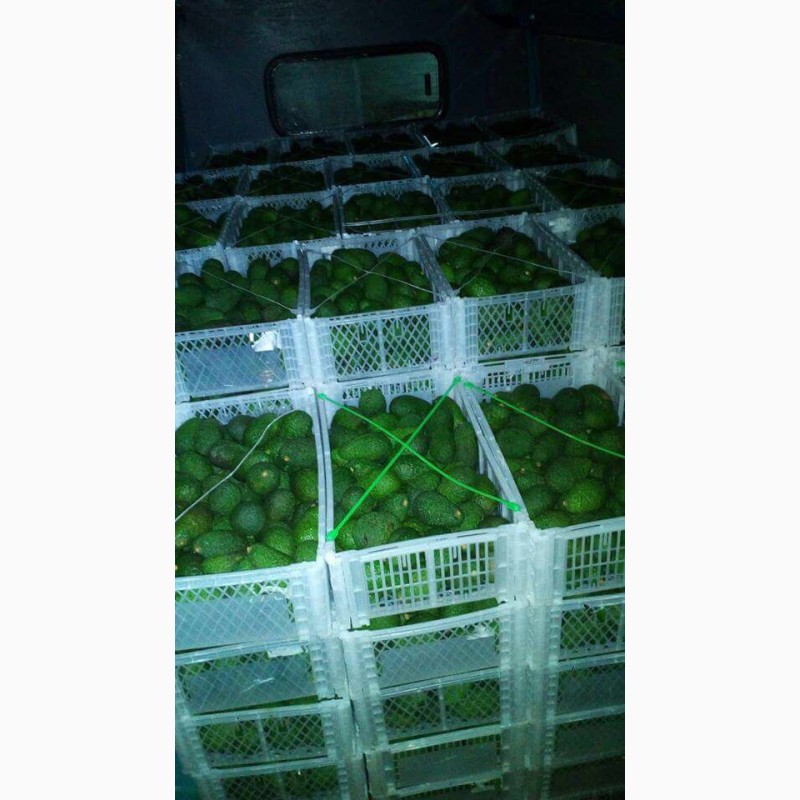 Фото 5. Продам авокадо Марокканские