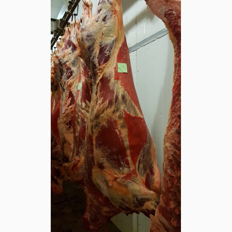 Фото 5. ООО Сантарин, реализует мясо блочное говядину