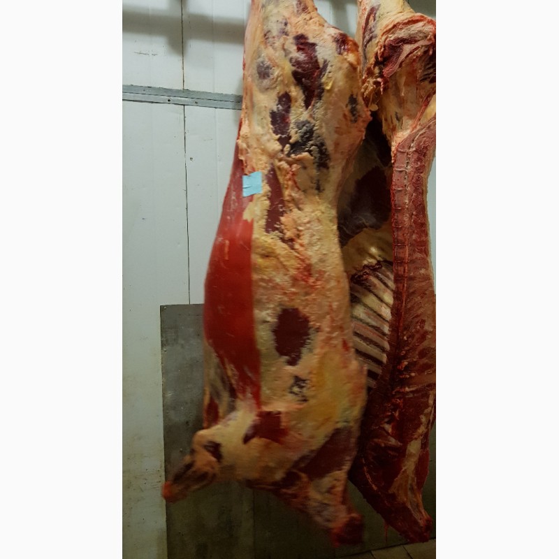 Фото 6. ООО Сантарин, реализует мясо блочное говядину