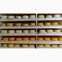 Продаю натуральный полутвердый сыр