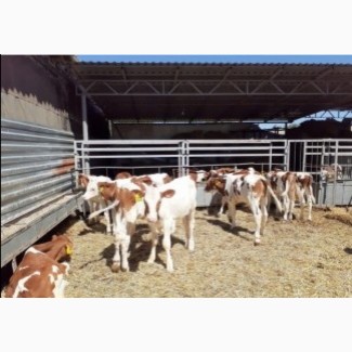 Продам телят бычки коров парода ангус сементал герефорд белоголовые галштин