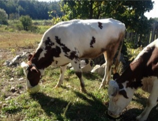 Фото 2. Продам телят бычки коров парода ангус сементал герефорд белоголовые галштин