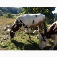 Продам телят бычки коров парода ангус сементал герефорд белоголовые галштин