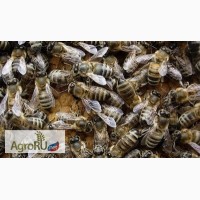 Продаем пчелосемьи и пчеломатки карпатской породы