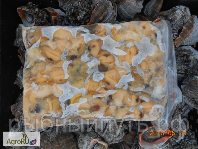 Фото 2. Мясо моллюска рапана свежемороженое оптом от производителя в Керчи