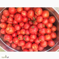 Выращиваю и реальзую в больших объемах помидоры разных сортов