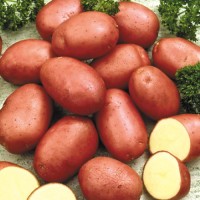 Картофель продовольственный урожая 2017 высшего качества крупным оптом