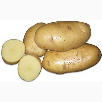 Продаем картофель сорта Янка, Гала