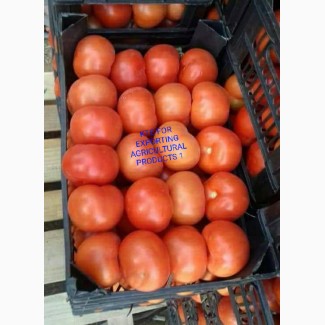 Продам свежие помидоры