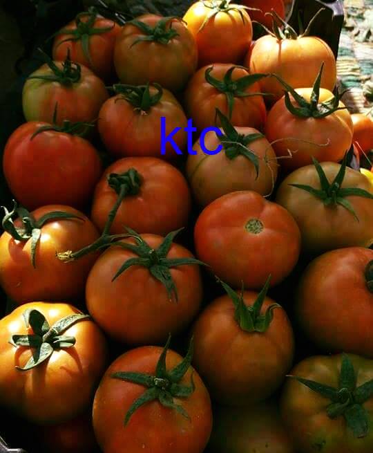 Фото 12. Продам свежие помидоры