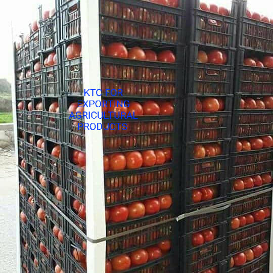 Фото 2. Продам свежие помидоры