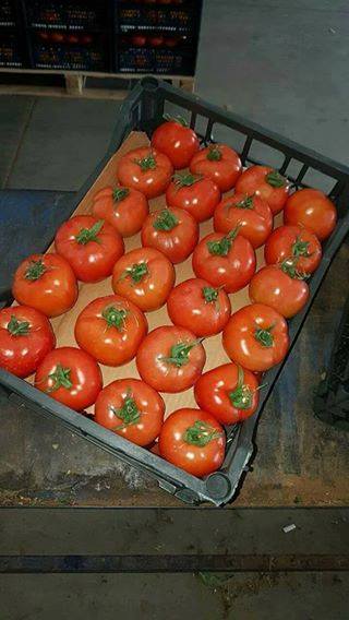 Фото 9. Продам свежие помидоры