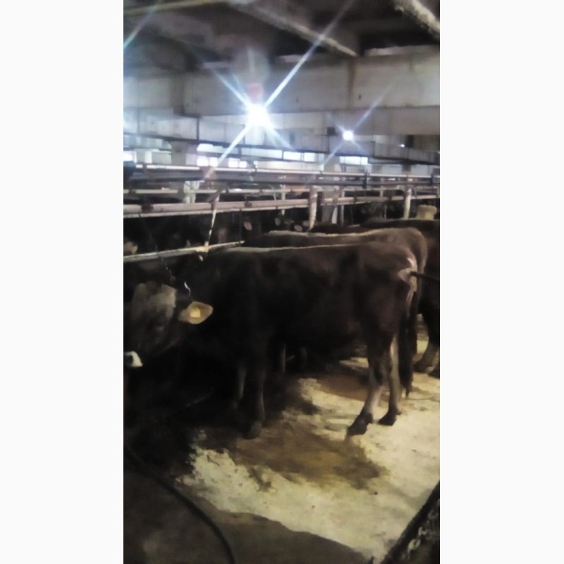 Фото 2. Продам бычков на откорм породы Герефорд