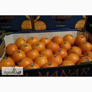 Апельсины оптом со склада в Москве