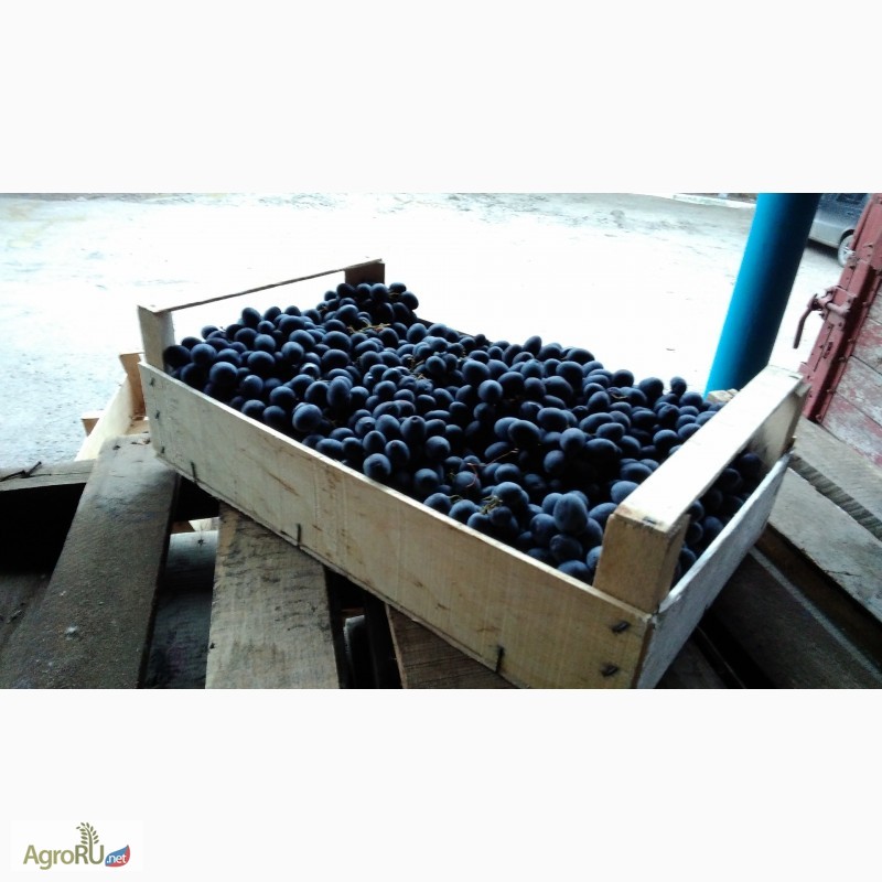 Фото 3. Компания Крымагротара, ящики для упаковки винограда