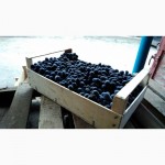 Компания Крымагротара, ящики для упаковки винограда