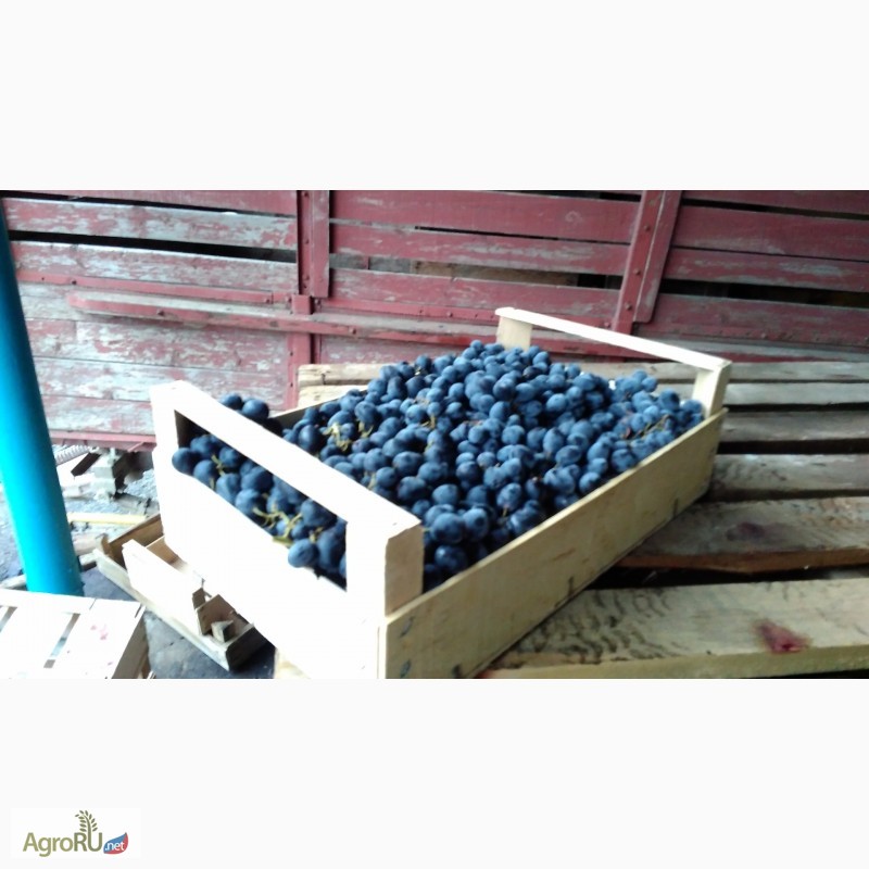 Фото 4. Компания Крымагротара, ящики для упаковки винограда