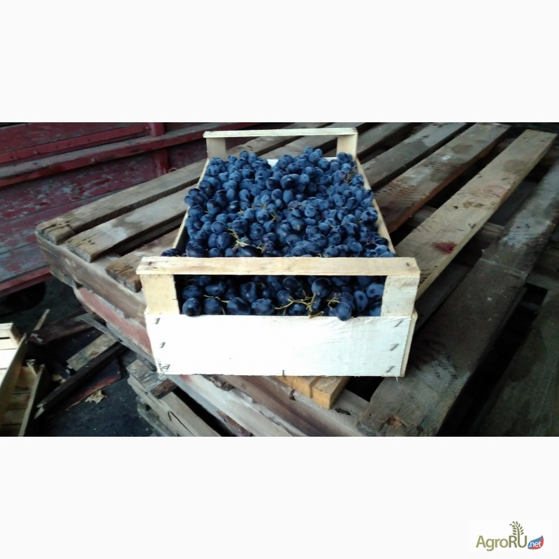 Фото 5. Компания Крымагротара, ящики для упаковки винограда