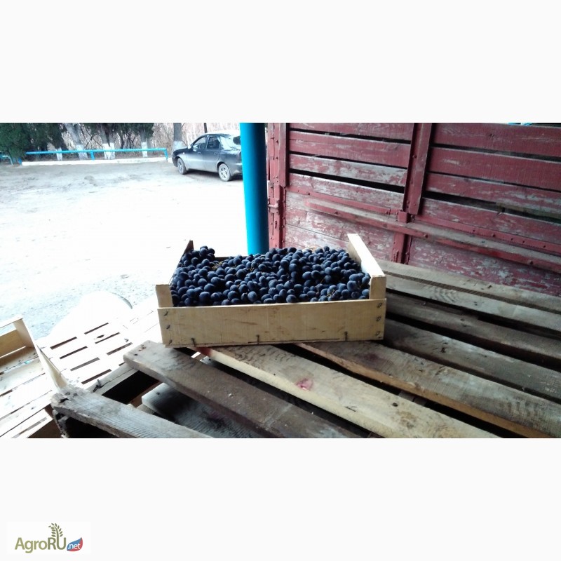 Фото 7. Компания Крымагротара, ящики для упаковки винограда