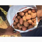 Продаём картофель калибр 3-5 см