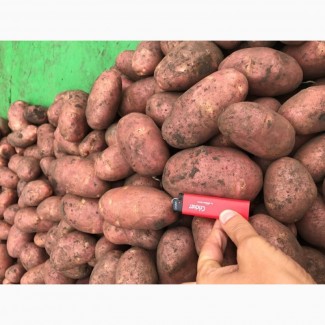 Картофель оптом в Крыму 5+ от производителя. 17 р./кг