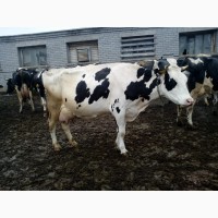 Продадим чистопородный крупно-рогатый скот голштинской породы