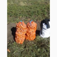 Морковь 1 000 тонн