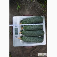 Семена огурцов Лютояро F1 урожайность 20-25 кг. с1 м2