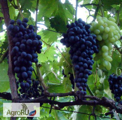 Саженцы и черенки винограда винные и столовые