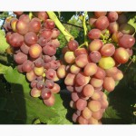 Саженцы и черенки винограда винные и столовые