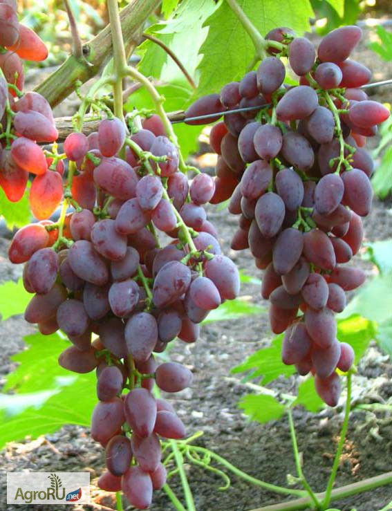 Фото 5. Саженцы и черенки винограда винные и столовые