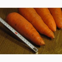 Морковь-3р/кг некондиция