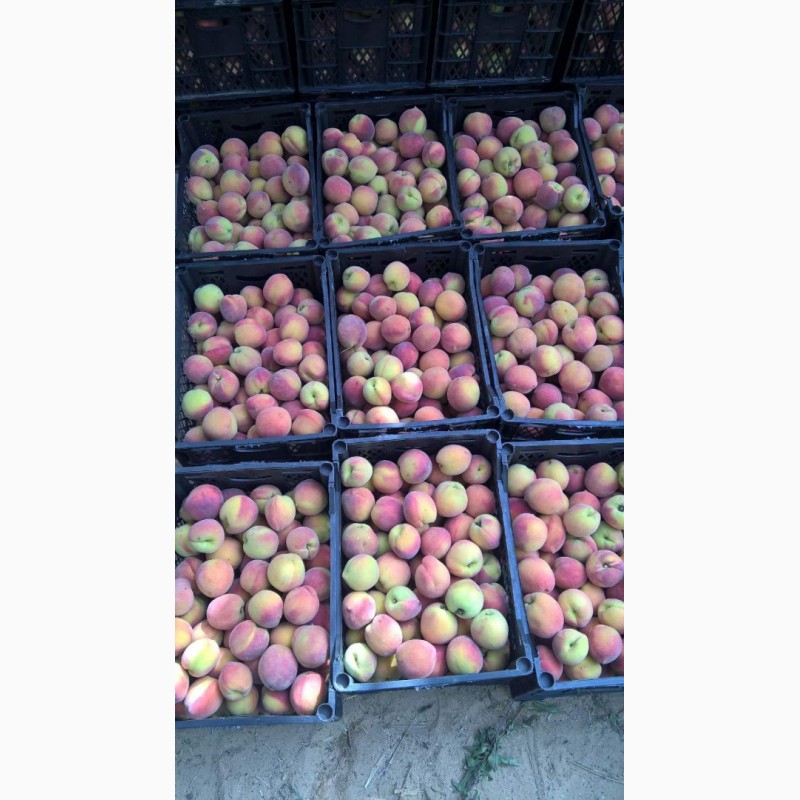Фото 12. Продам свежие персики из Египта