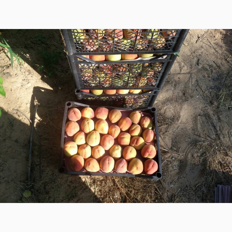 Фото 13. Продам свежие персики из Египта