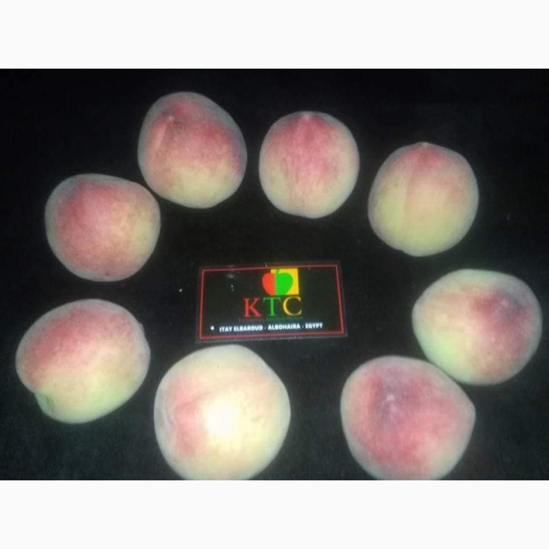 Фото 3. Продам свежие персики из Египта