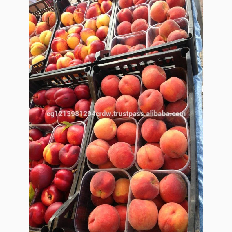 Фото 7. Продам свежие персики из Египта