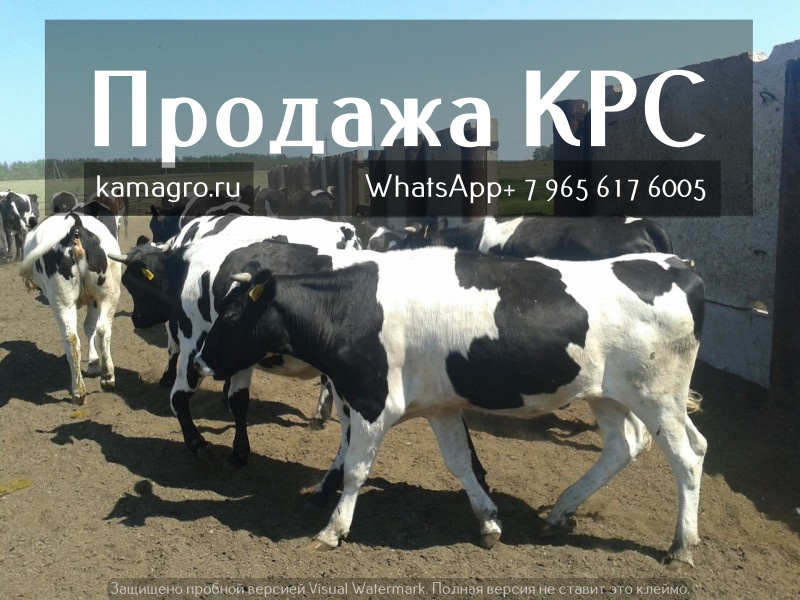 Фото 2. Продажа племенных пород КРС живым весом молочного направления в Азербайджан