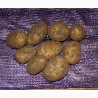 Мелкий картофель оптом от 3000кг