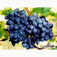 Продам виноград винных сортов