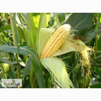 Гибриды семена кукурузы ДКС (Monsanto, МОНСАНТО)