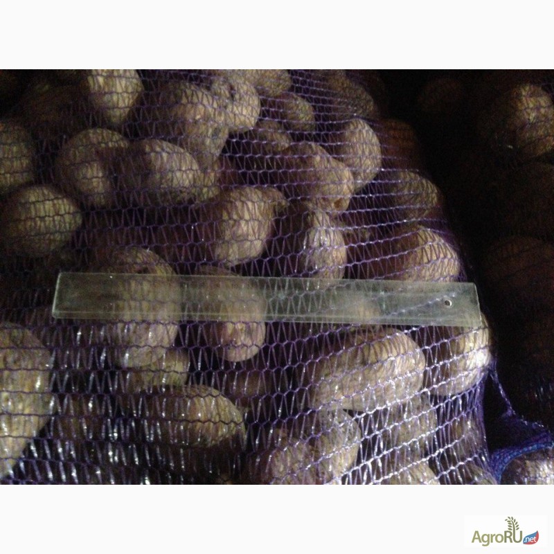 Фото 3. Картофель оптом от 20 тонн. Брянская область. Калибр 5+. Отличное качество