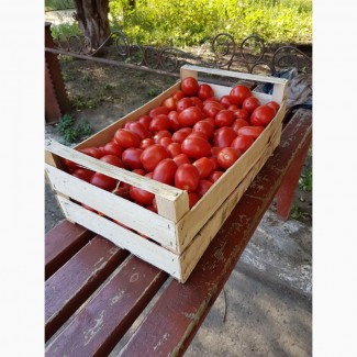 Компания Крымагротара, ящики для упаковки помидоров